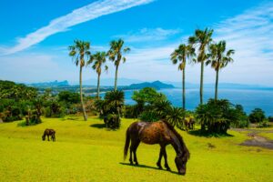 鹿児島県指宿市にある開聞山麓自然公園のトカラ馬の画像