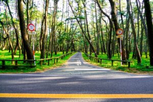 佐賀県唐津市の虹の松原の画像