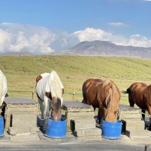 春に撮影した熊本県阿蘇市の草千里ヶ浜と馬の画像