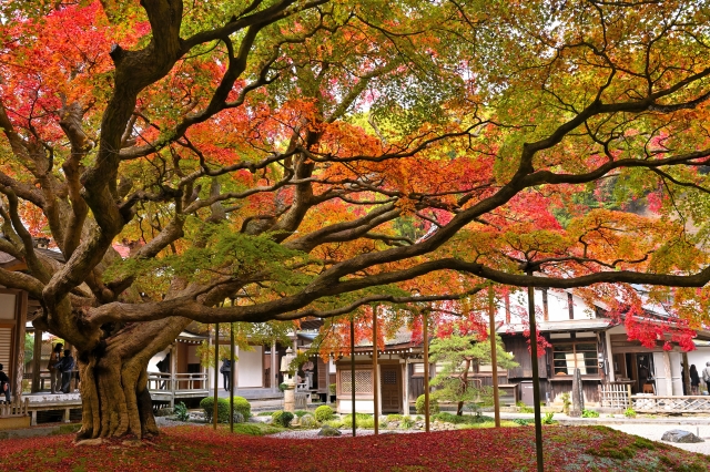 福岡県糸島市にある雷山 千如寺の秋の大カエデ。紅葉が美しい。